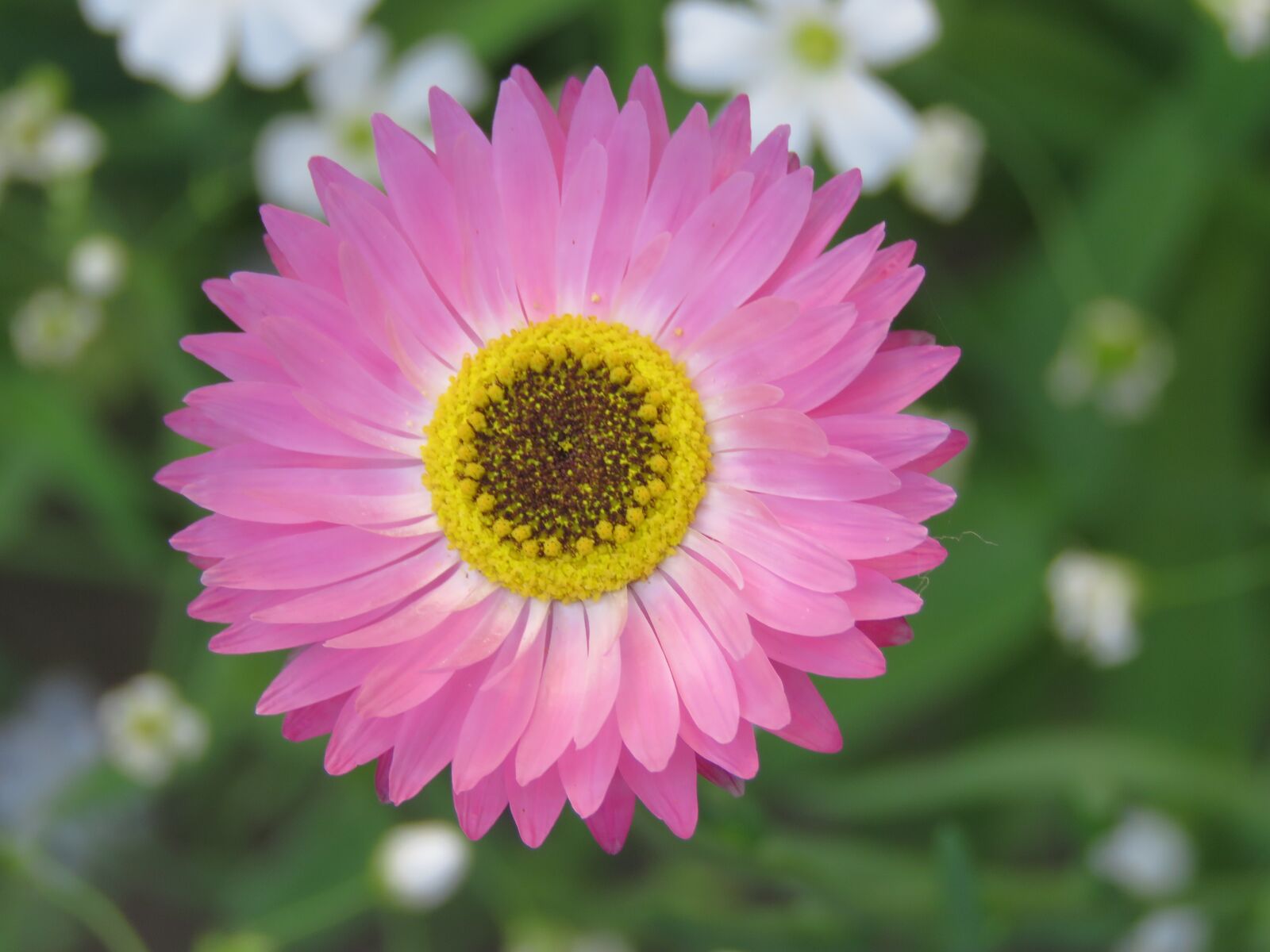 Canon PowerShot SX60 HS sample photo. Flower, pink, flowers photography