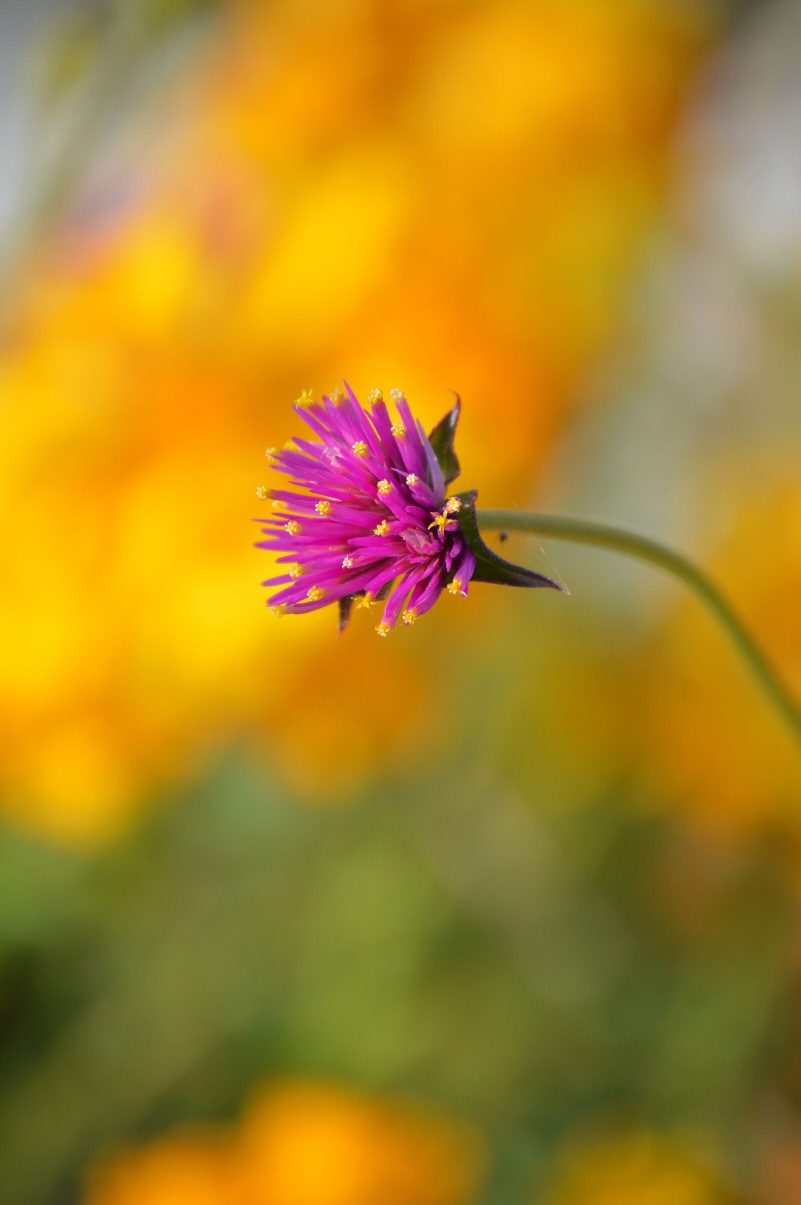 Nikon D3200 sample photo. Nature, flower, summer photography