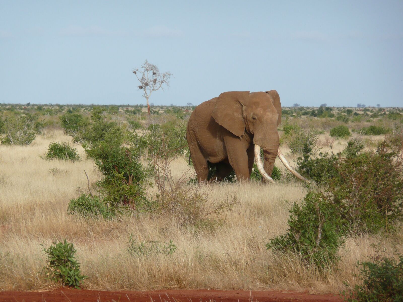 Panasonic DMC-TZ3 sample photo. Elephant, africa, kenya photography