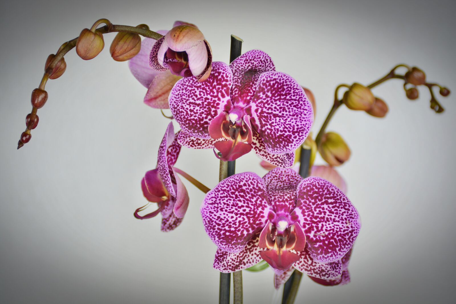 Nikon D5200 sample photo. Orchid, flower, blossom photography