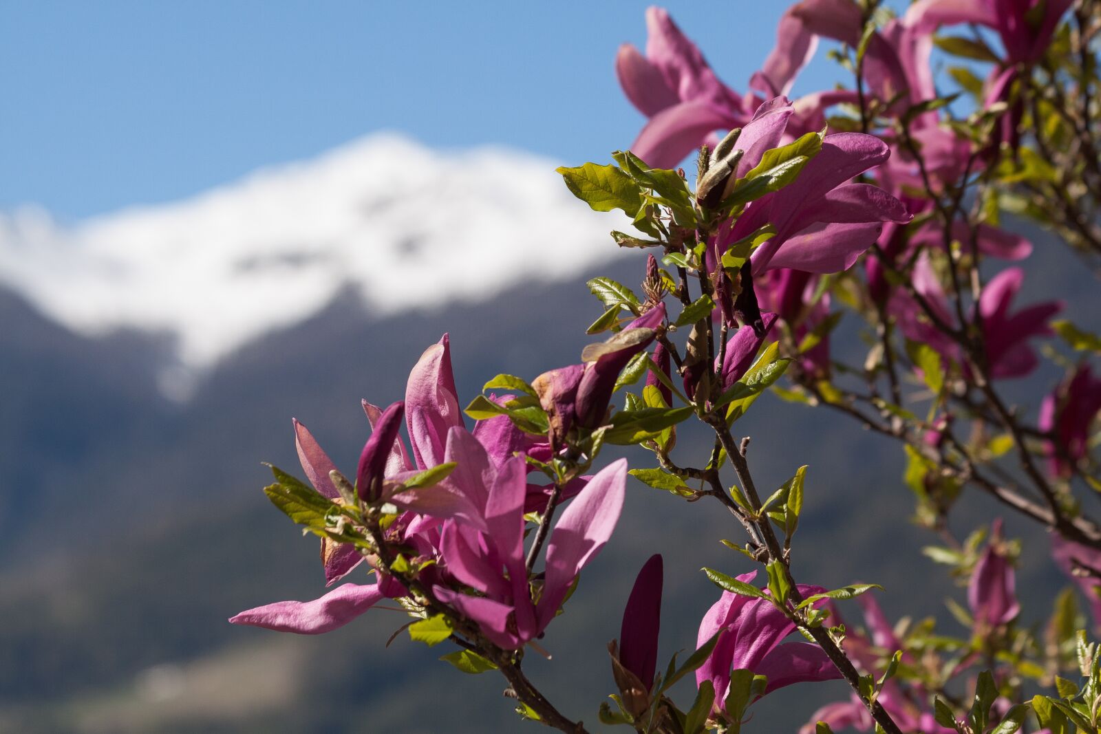 Canon EOS 50D sample photo. Magnolia, blossom, bloom photography