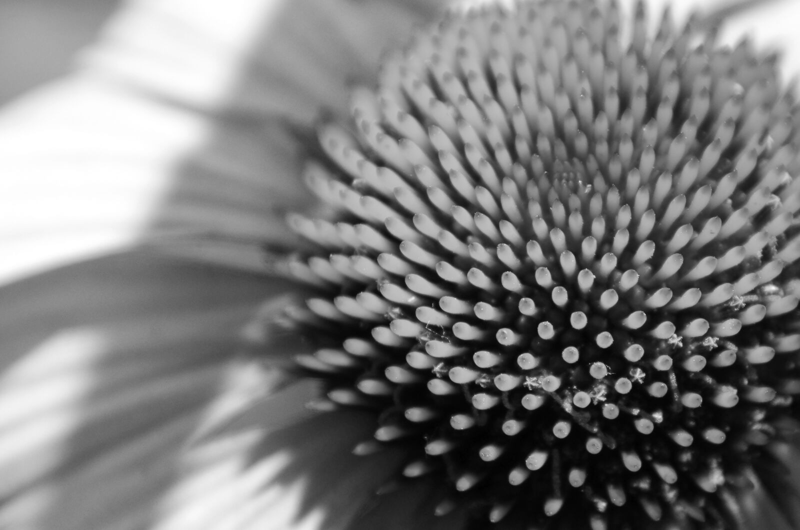 Nikon D7000 sample photo. Flower, stamen, abstract photography