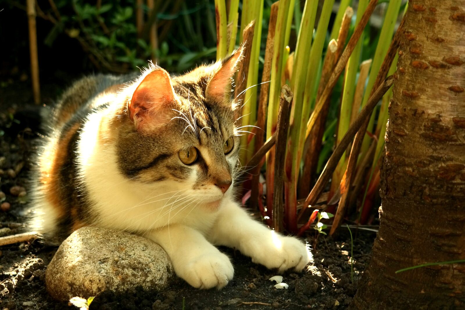 Samsung NX300M sample photo. Cat, animal, pet photography
