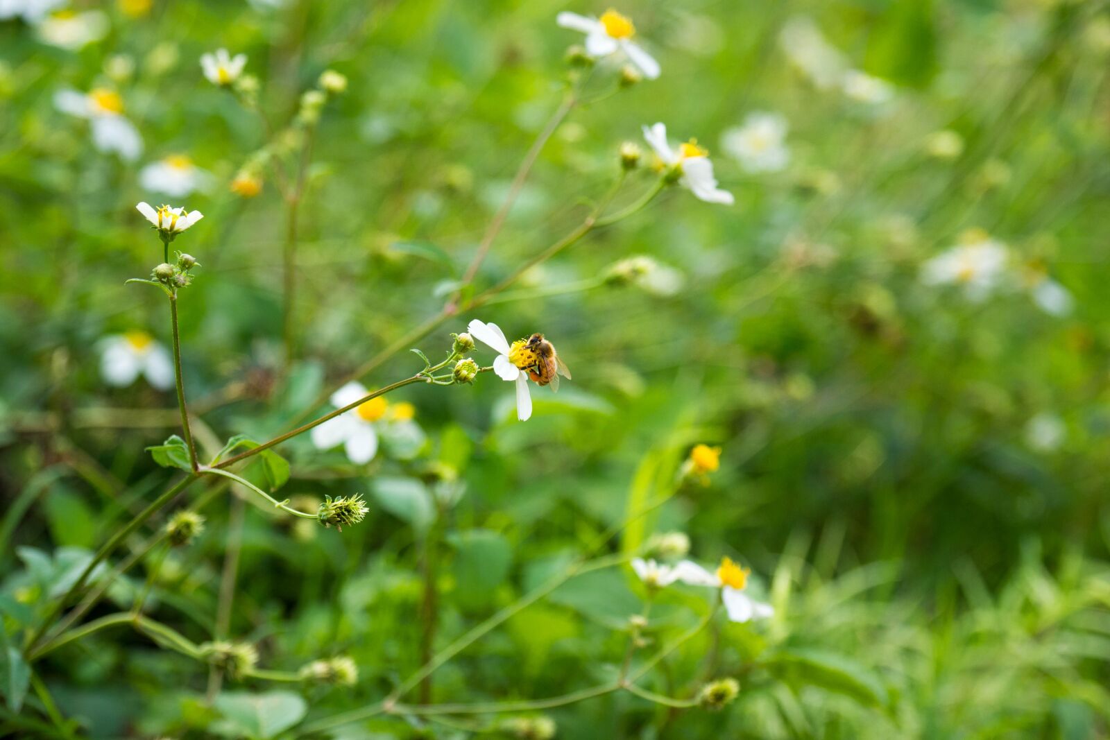 Olympus OM-D E-M10 II + Olympus M.Zuiko Digital ED 12-100mm F4.0 IS Pro sample photo. Flower, wild, lift photography