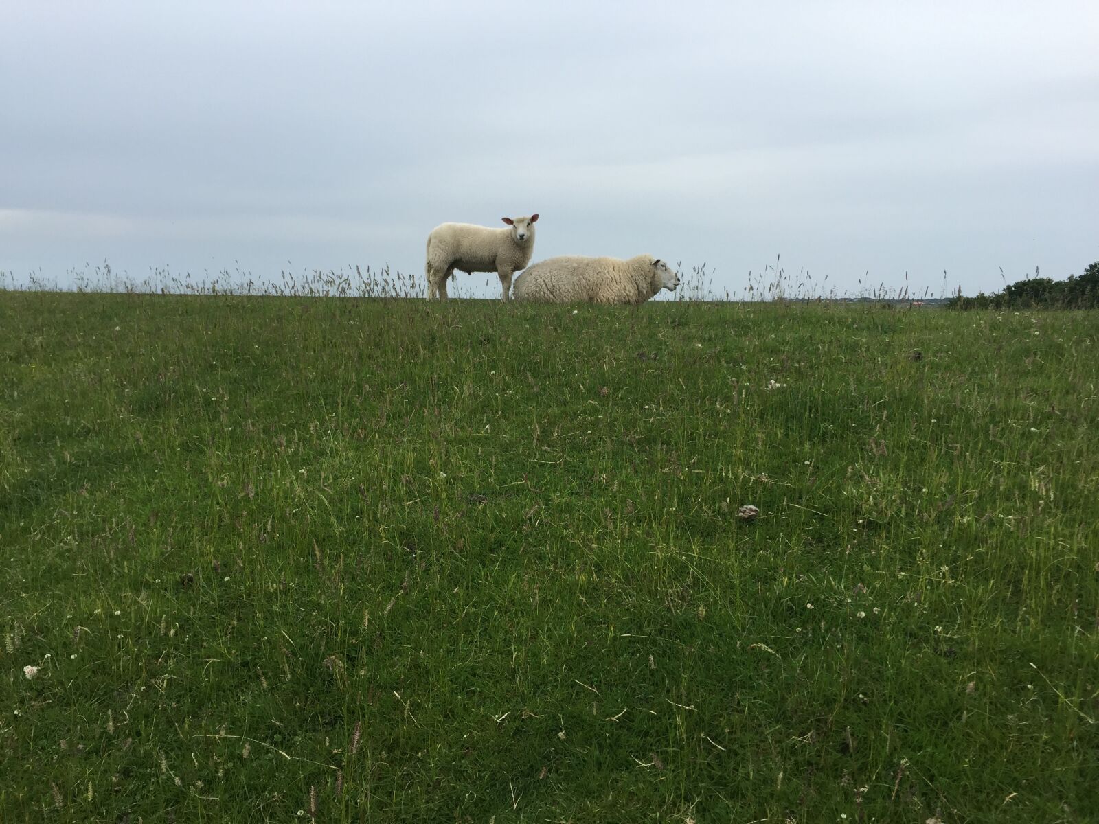 Apple iPhone 6 sample photo. Sheep, dike, nordfriesland photography