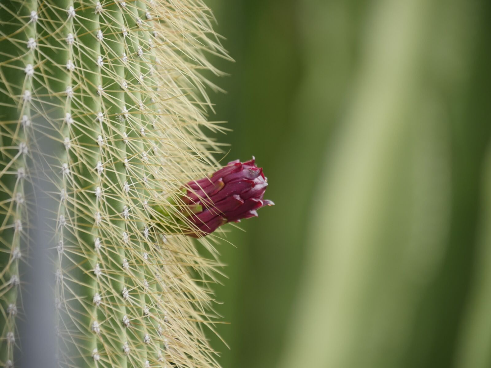 Panasonic Lumix DMC-GH4 sample photo. Cactus, green, red photography
