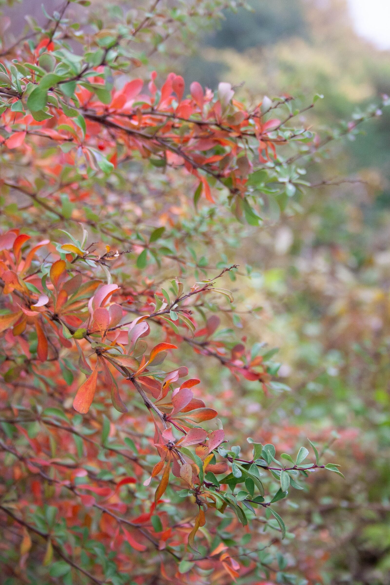 Canon EOS 350D (EOS Digital Rebel XT / EOS Kiss Digital N) sample photo. Tree, red, fall photography