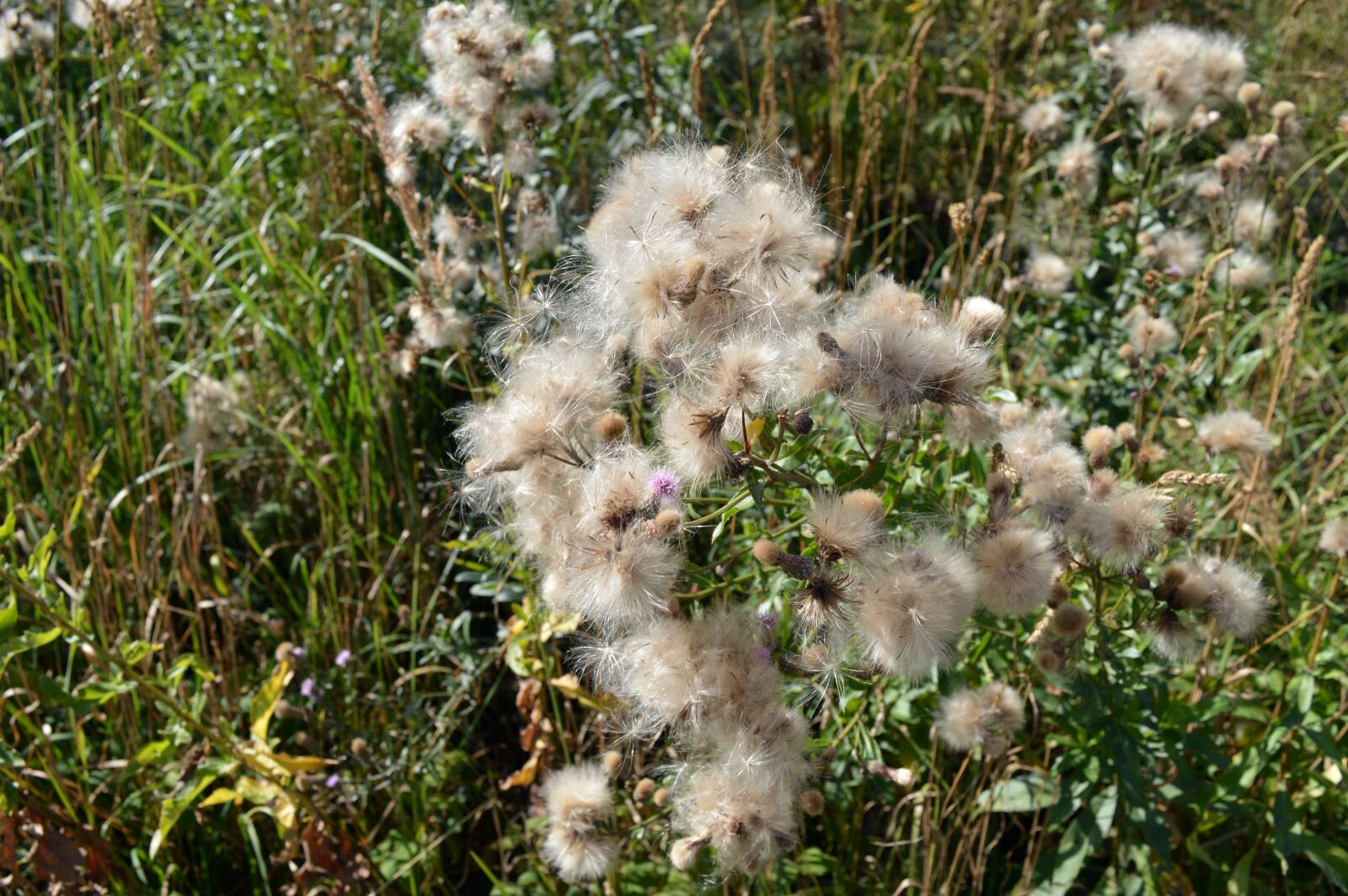 Nikon D3200 sample photo. Thistle, furry, seeds photography