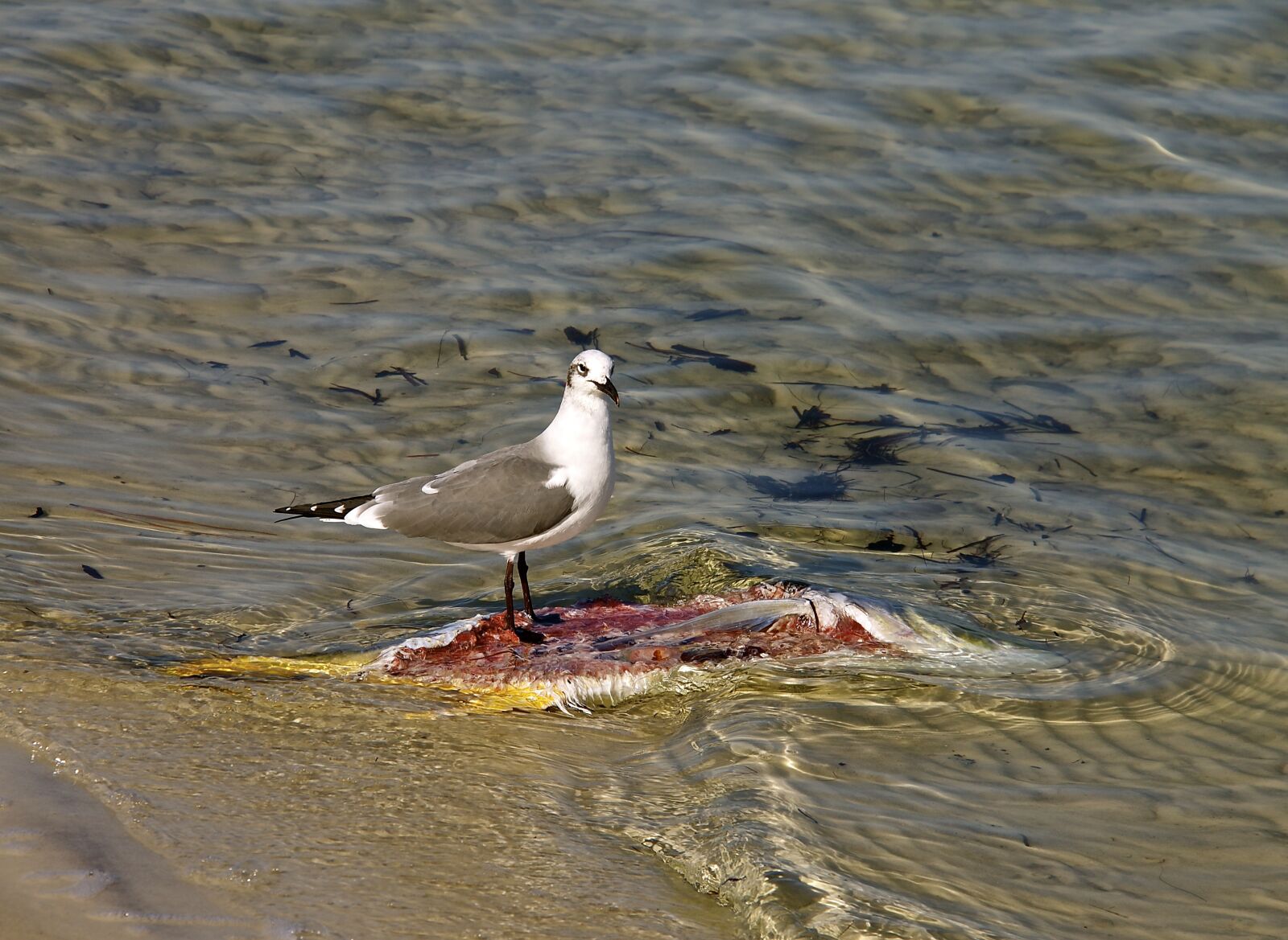 Canon EF-S 18-200mm F3.5-5.6 IS sample photo. Seagull, fish, water photography