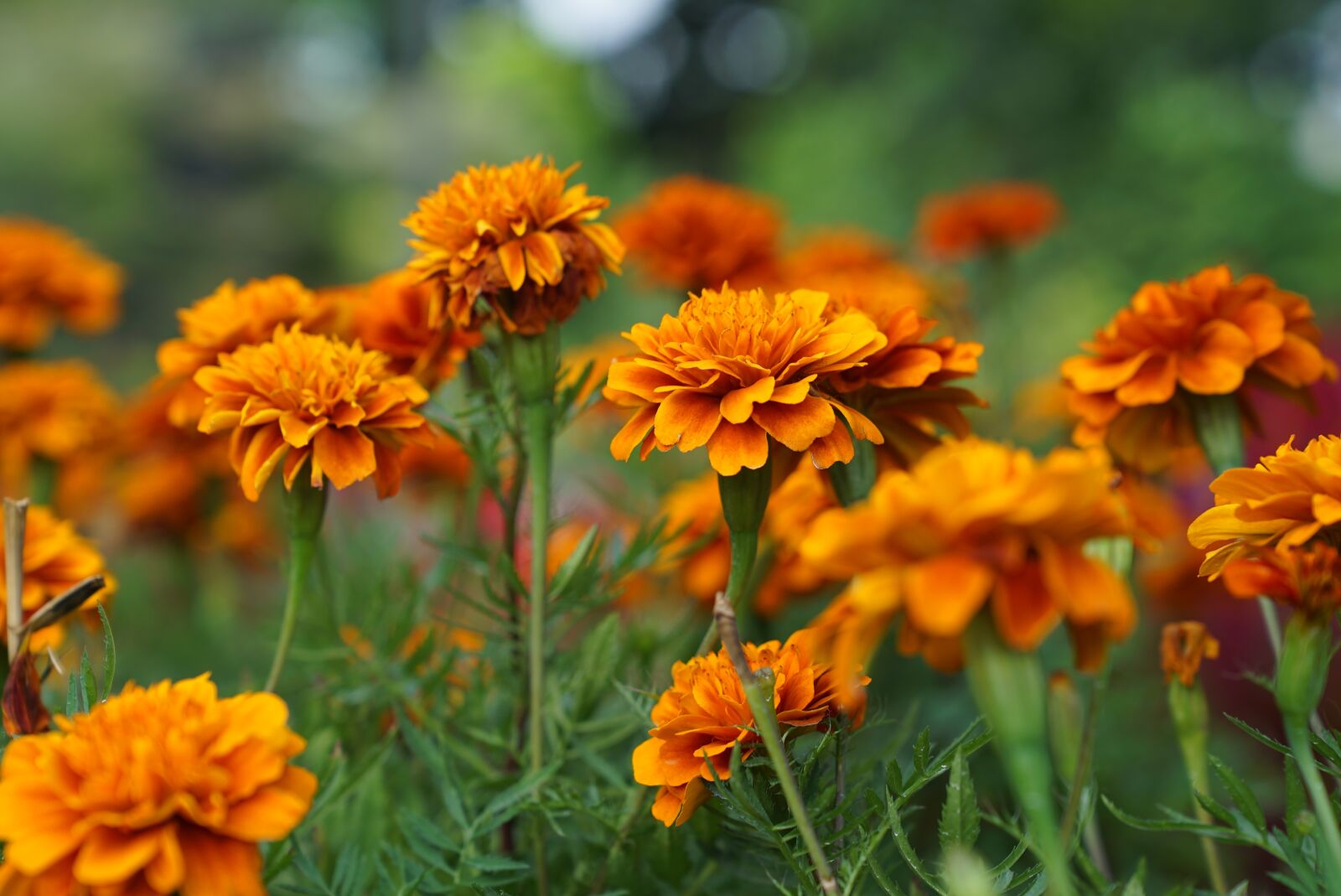 Sony a7S + Sony FE 24-70mm F2.8 GM sample photo. Flowers, nursery, malaysian photography