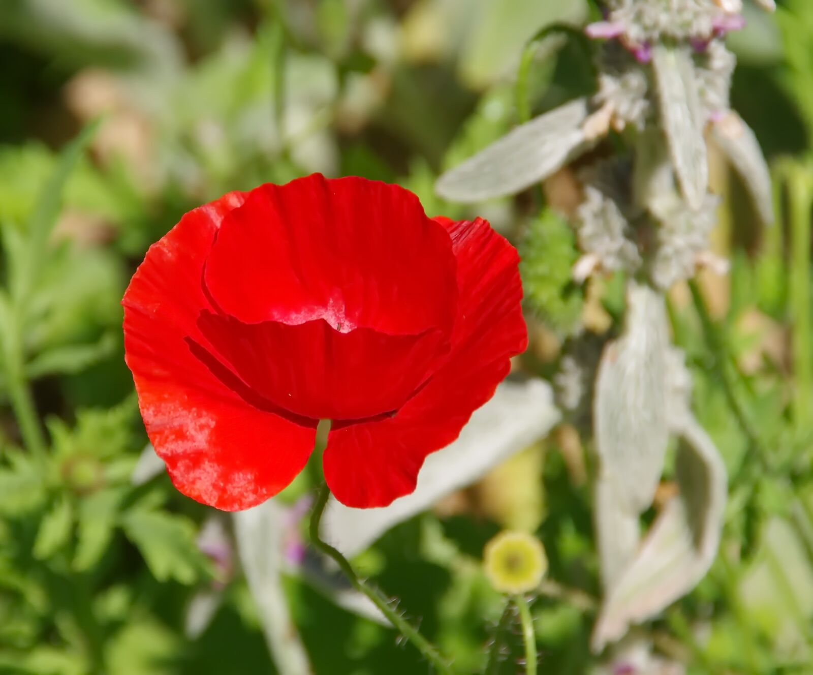Pentax K-5 sample photo. Poppy, papaver rhoeas, papaveraceae photography