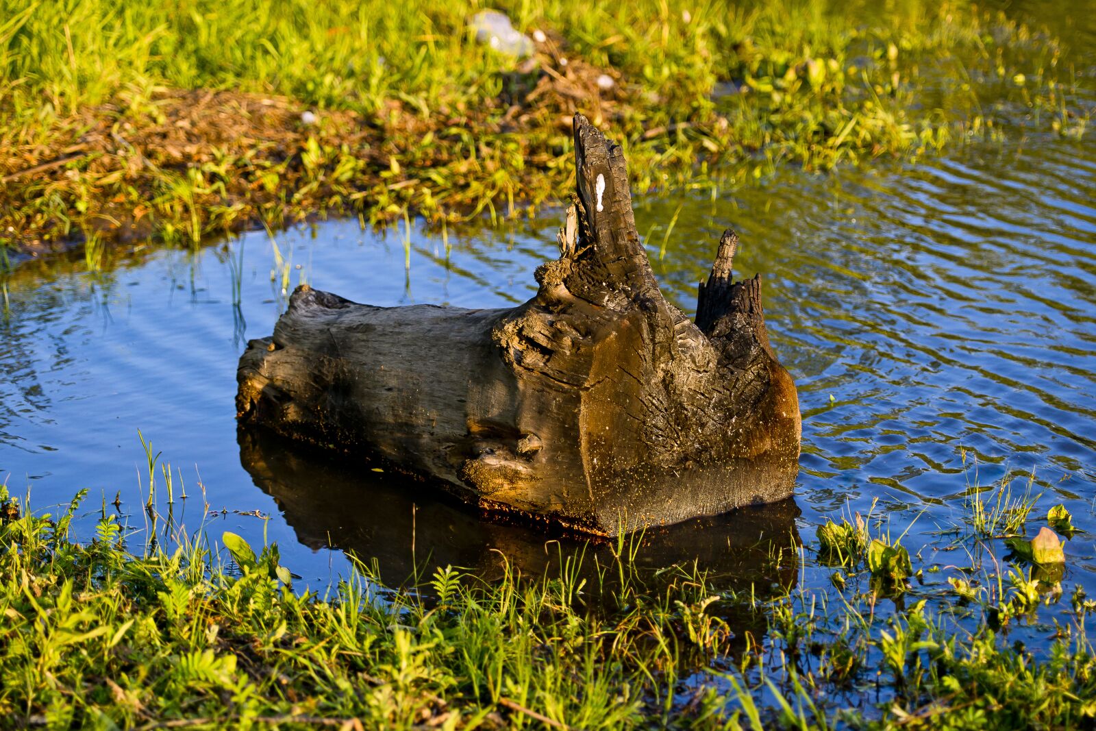 Sony Alpha DSLR-A850 sample photo. Water, background, old photography