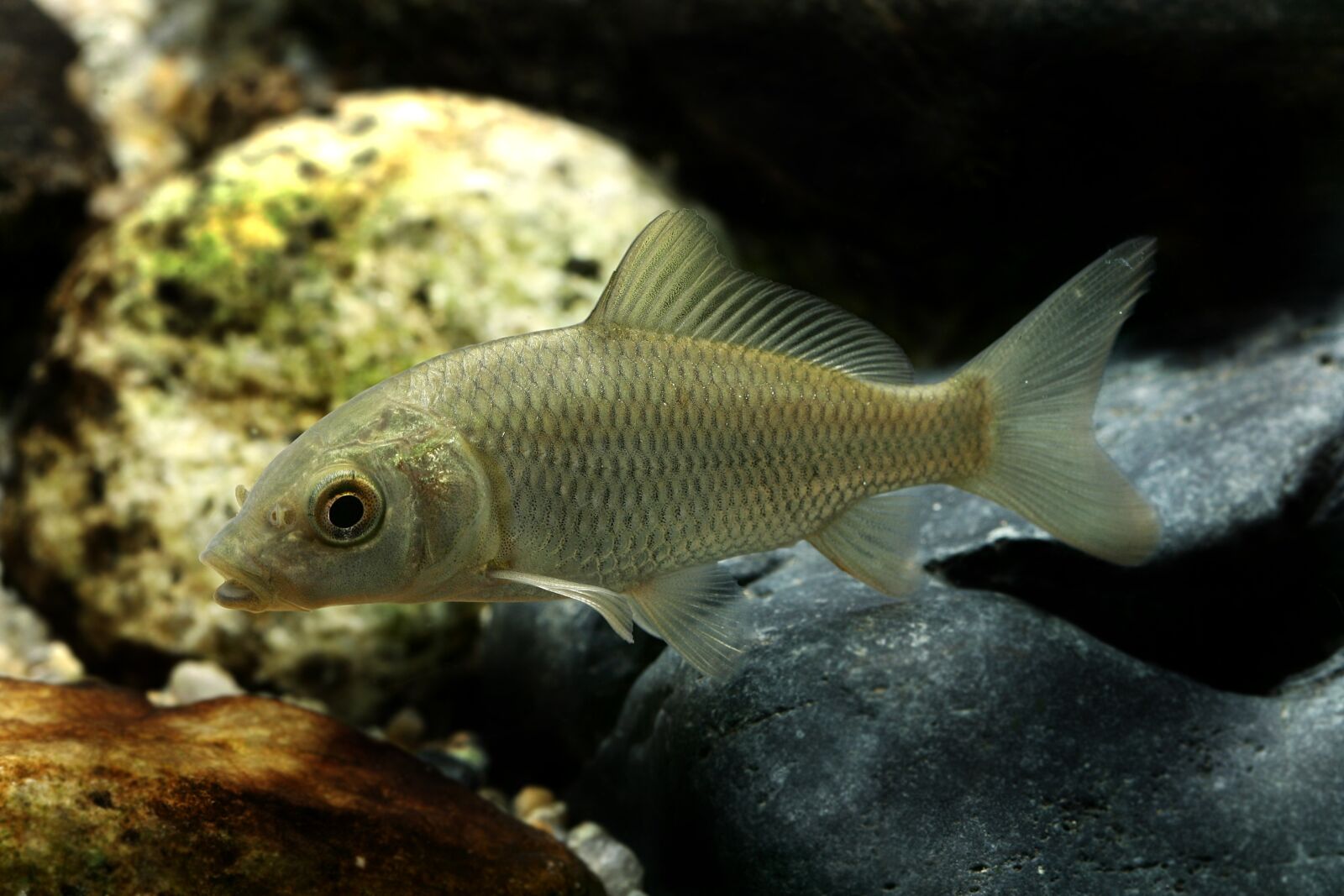 Canon EOS-1D Mark II sample photo. Carp, freshwater fish, fishes photography
