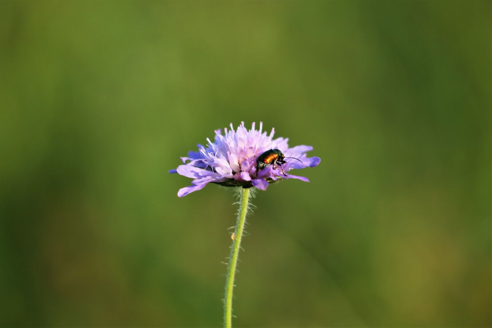Canon EF 70-300 F4-5.6 IS II USM sample photo. Green bug on violet photography