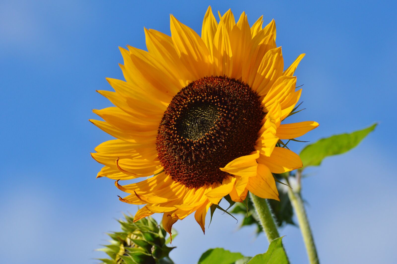 Nikon D3200 sample photo. Sunflower, flower, bloom photography