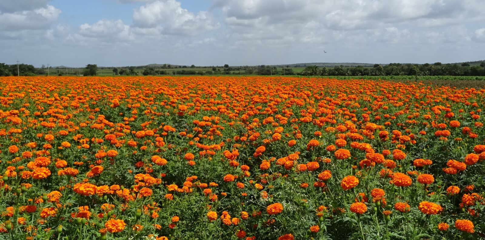 Sony DSC-HX60V sample photo. Flower, marigold, orange photography
