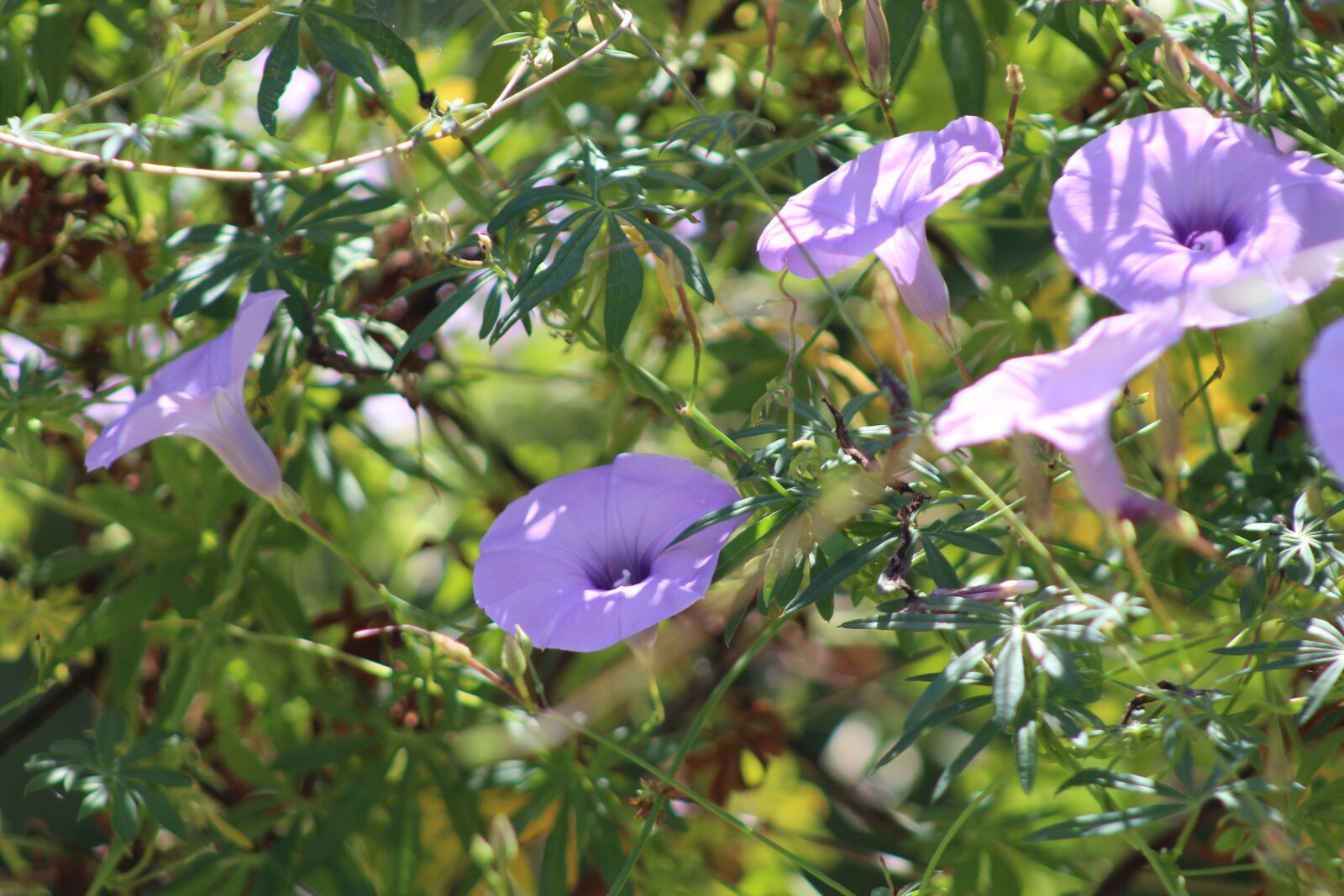 Canon EOS 1300D (EOS Rebel T6 / EOS Kiss X80) sample photo. Flower, purple, garden photography