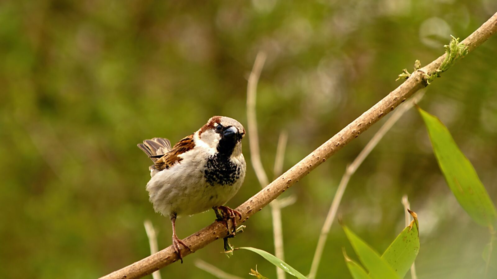 18.00 - 200.00 mm f/3.5 - 6.3 sample photo. Sparrow, bird, birds photography