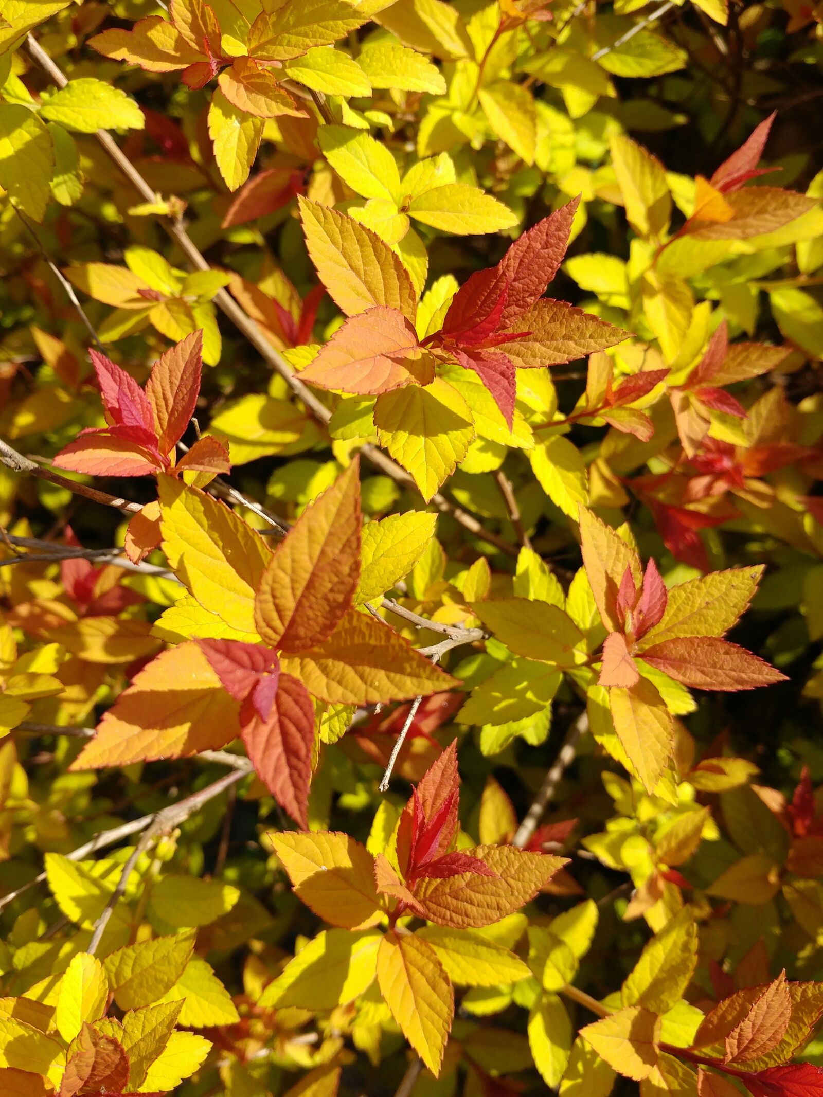 LG G5 sample photo. Leaf, autumn, nature photography