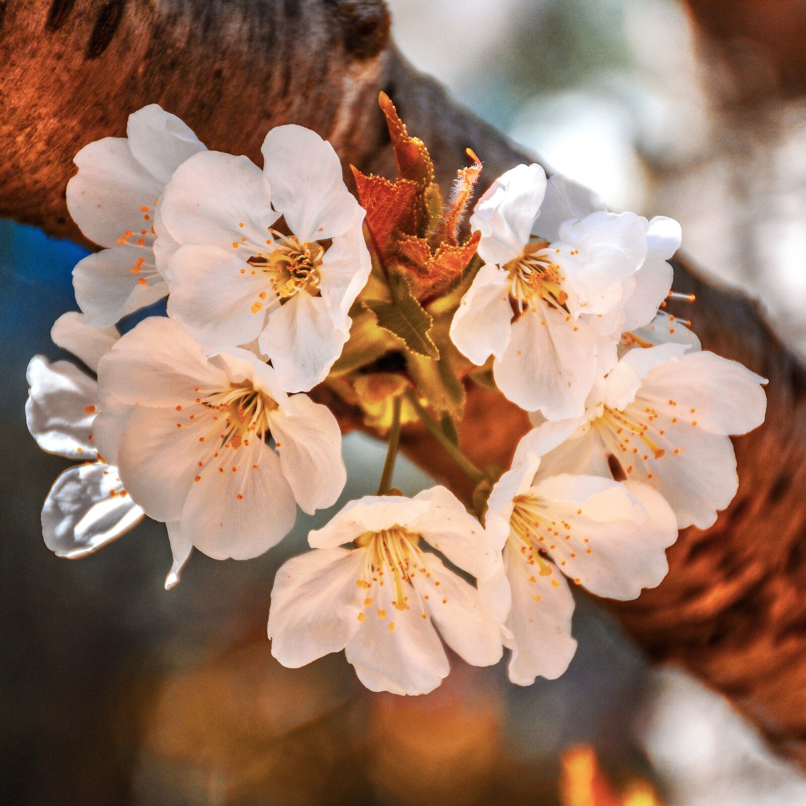 Nikon D5600 sample photo. Tree, branch, bark photography