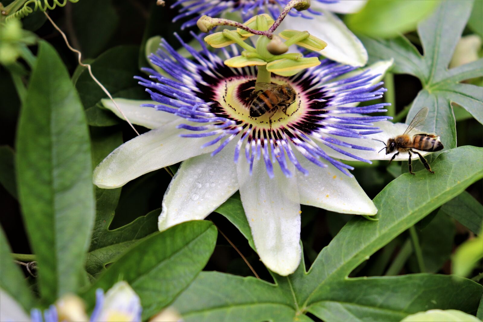Canon EOS 800D (EOS Rebel T7i / EOS Kiss X9i) sample photo. Passion flower, bees, blue photography