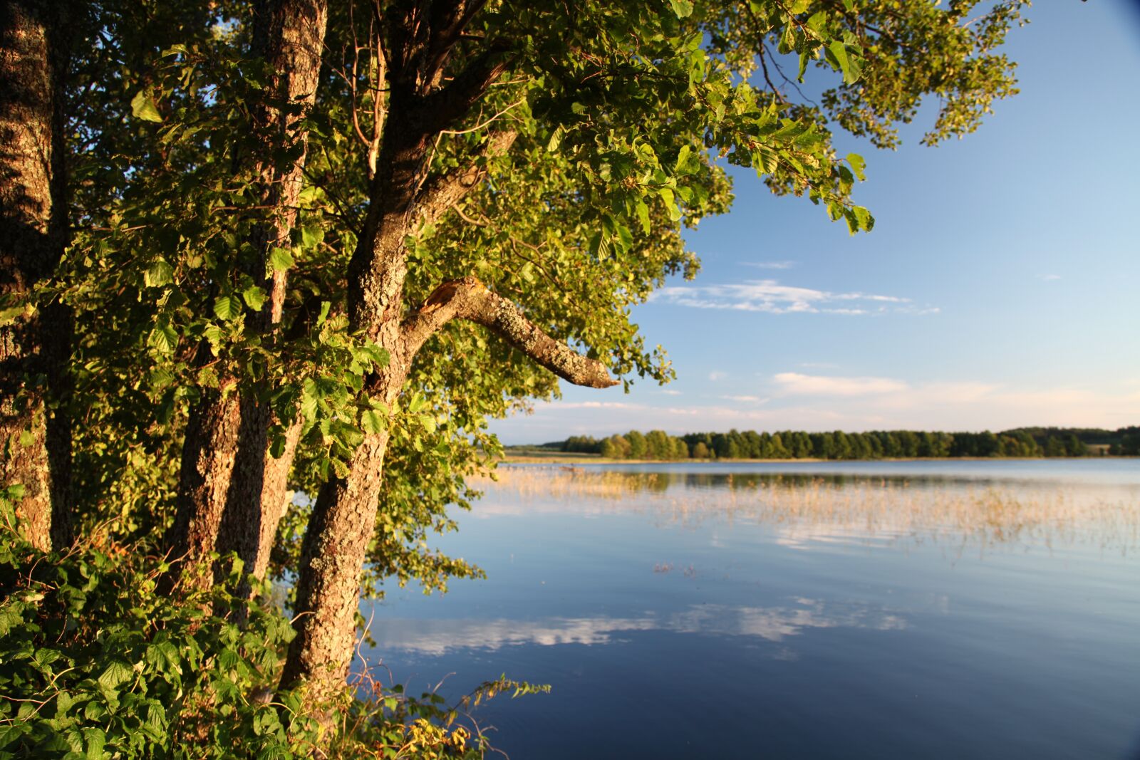 Canon EOS 5D Mark II sample photo. Tree, water, beach photography