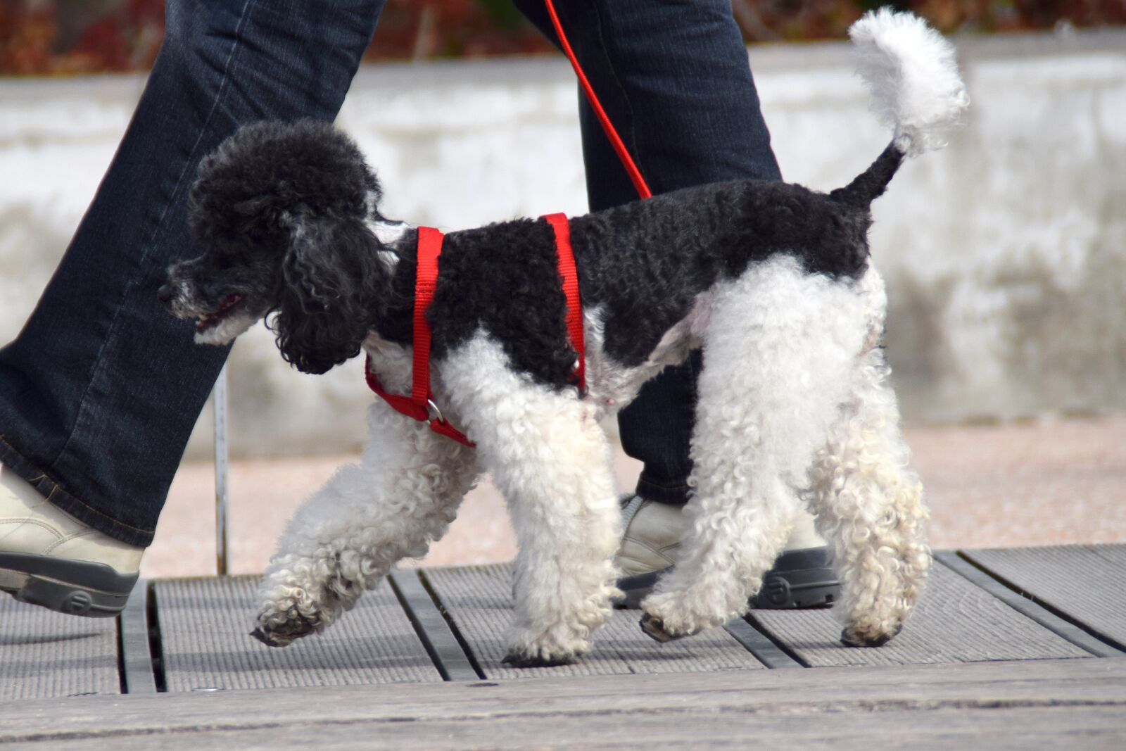 Nikon D5300 sample photo. Dog, poodle, sweet photography