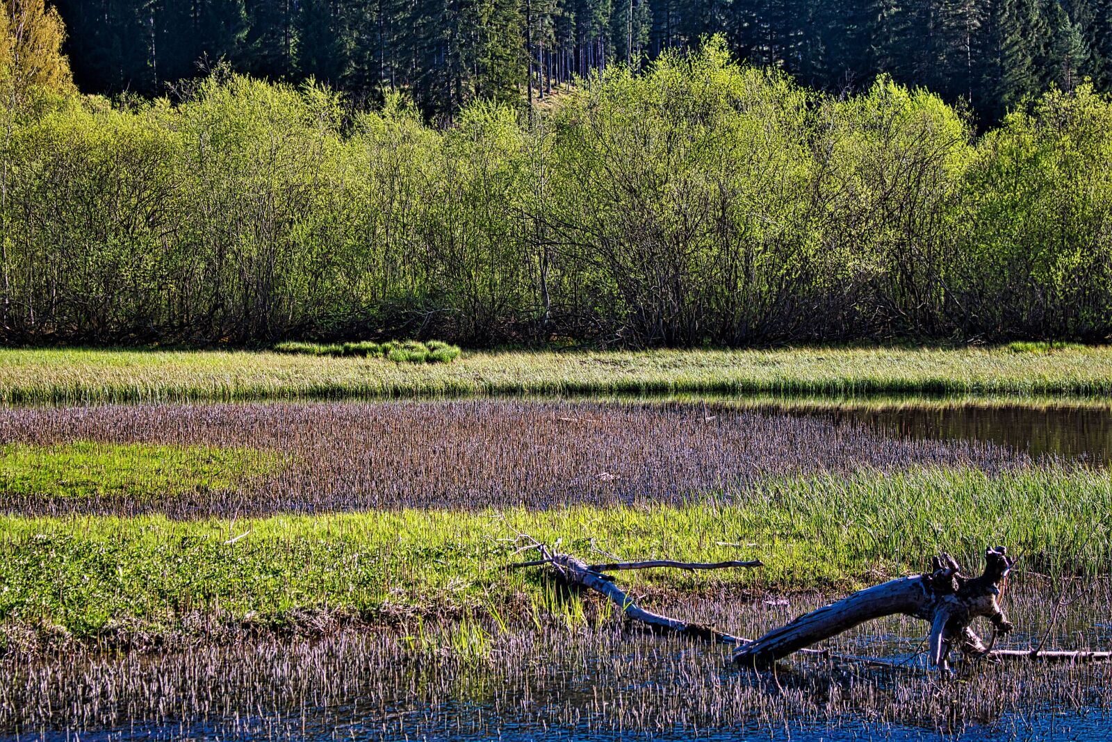 Canon EOS 750D (EOS Rebel T6i / EOS Kiss X8i) sample photo. Lake, water, reed photography