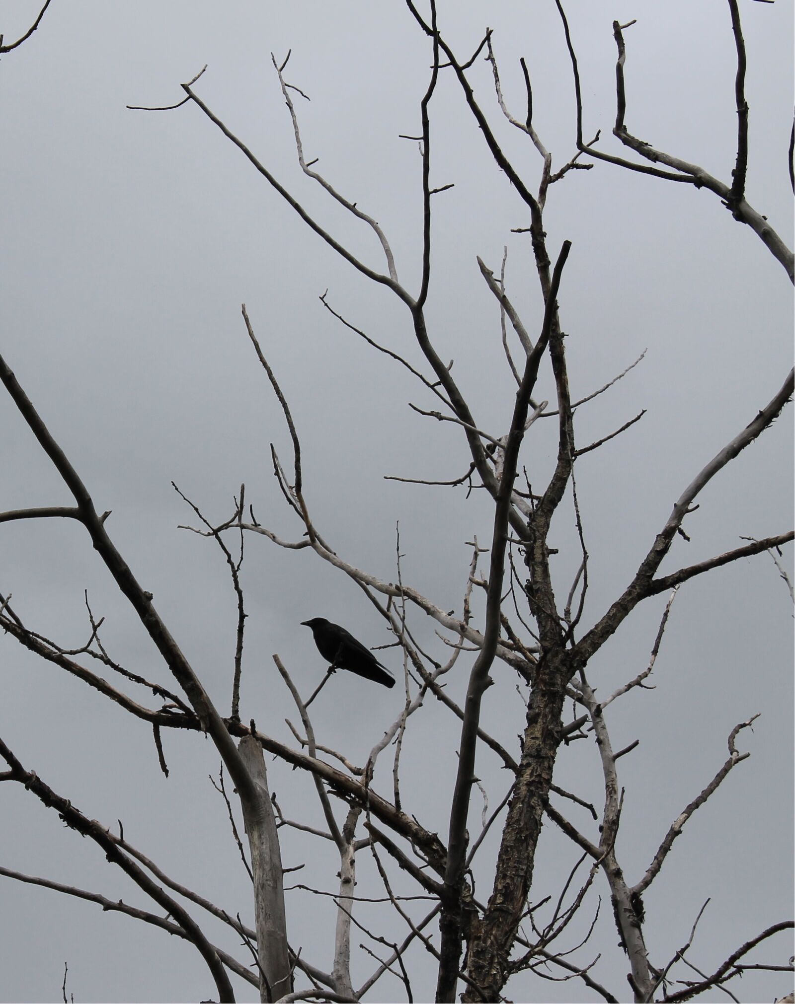 Canon EOS 1100D (EOS Rebel T3 / EOS Kiss X50) sample photo. Black, cloudy, skies, crow photography