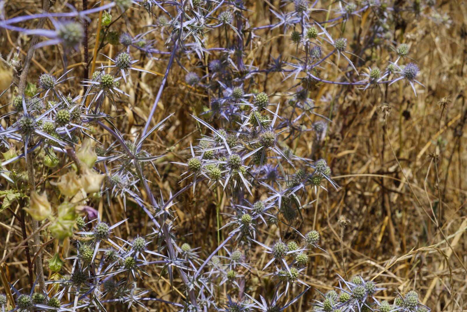 Fujifilm XF 18-55mm F2.8-4 R LM OIS sample photo. Thistle, blue thistle, blaudistel photography