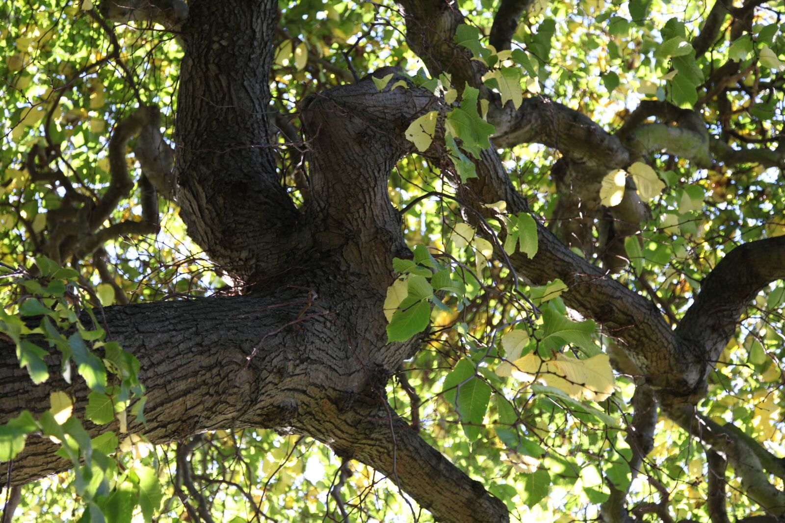 Canon EOS 5D Mark II sample photo. Tree, leaves, plant photography