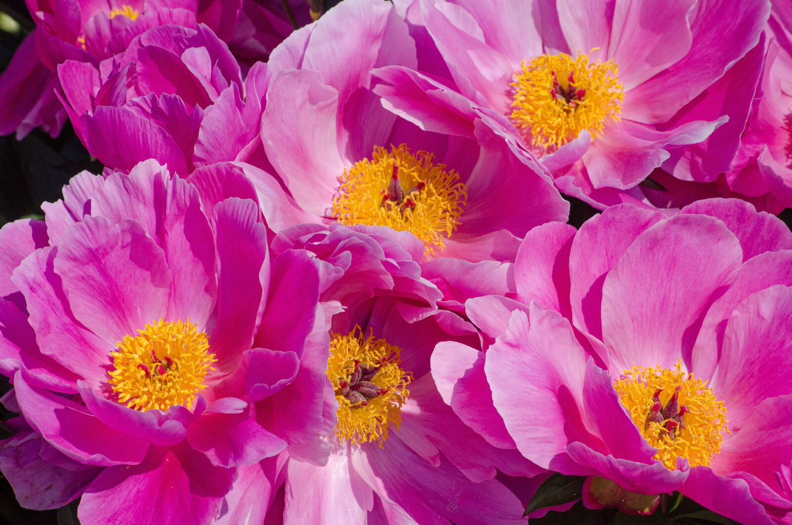 Tamron AF 55-200mm F4-5.6 Di II LD Macro sample photo. Peony, flowers, pink photography