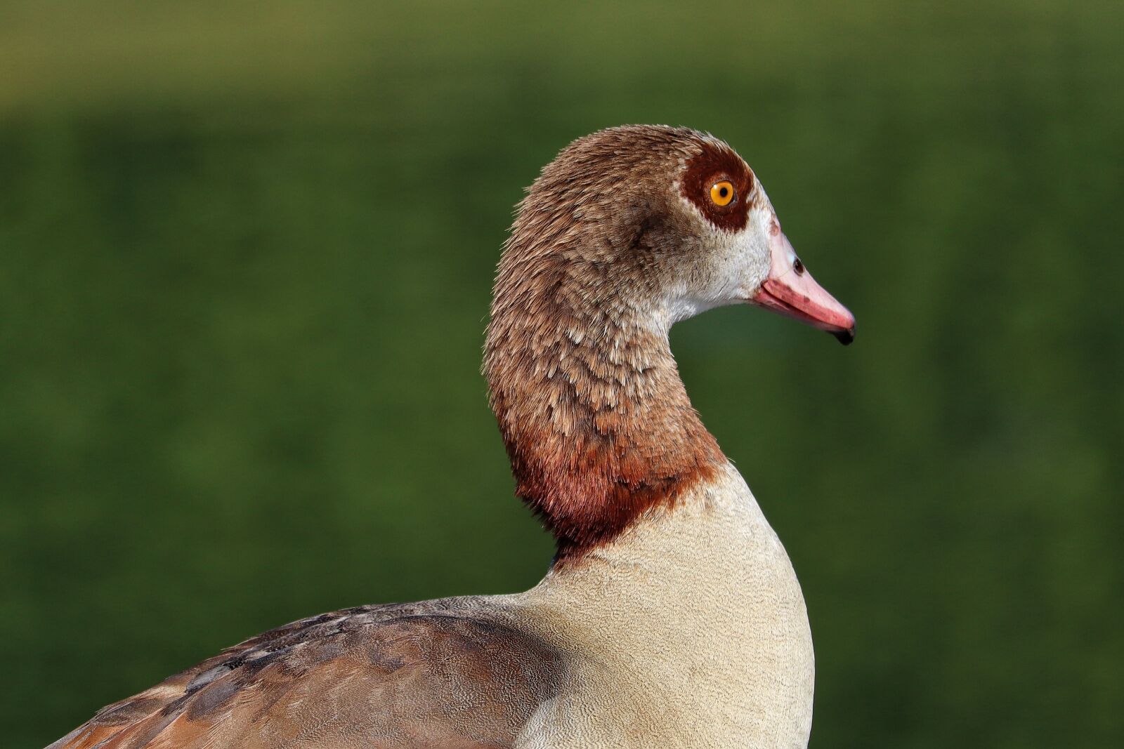 Canon EOS M50 (EOS Kiss M) sample photo. Nilgans, goose, bird photography