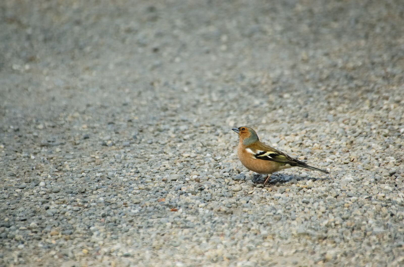 Nikon D70 sample photo. Chaffinch, bird, songbird photography