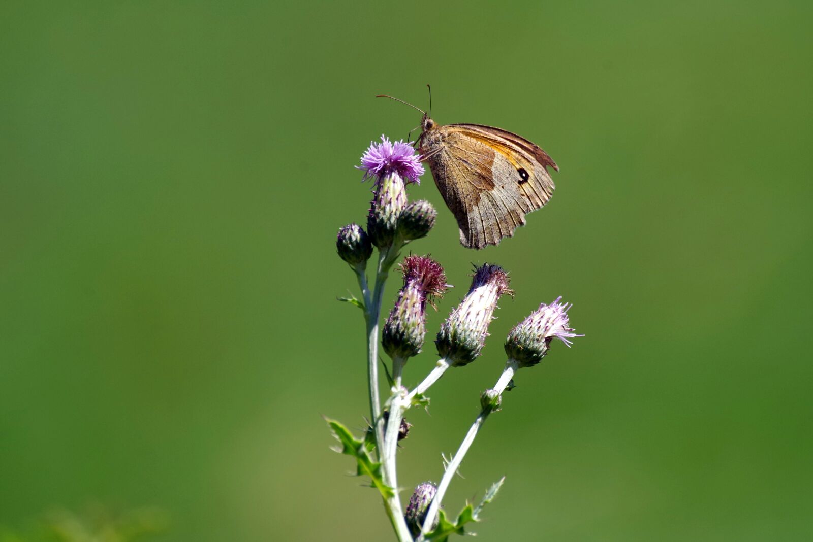 Pentax K-30 sample photo. Butterfly, thistle, insect photography