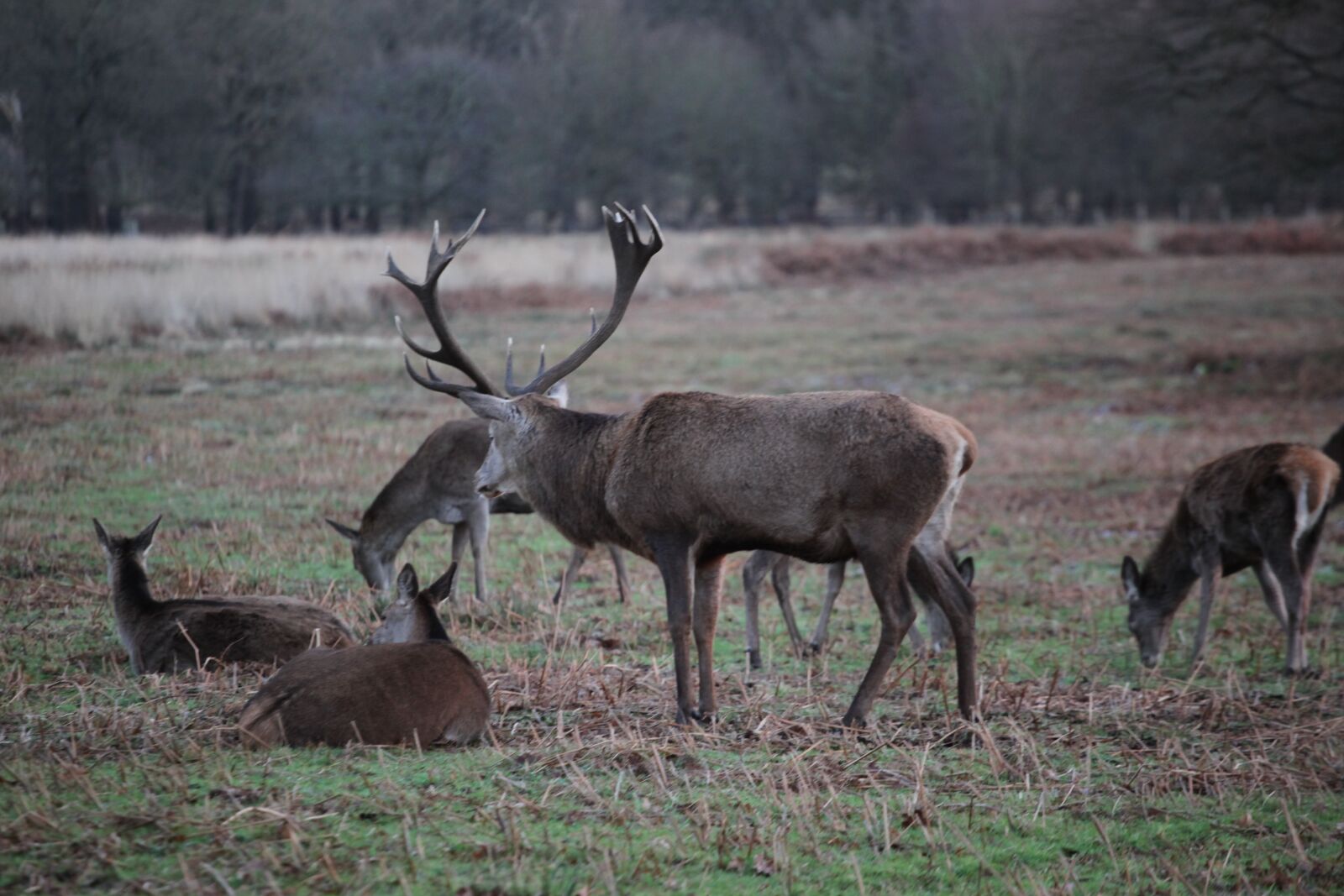 Canon EOS 5D Mark II sample photo. Deer, mammal, wildlife photography