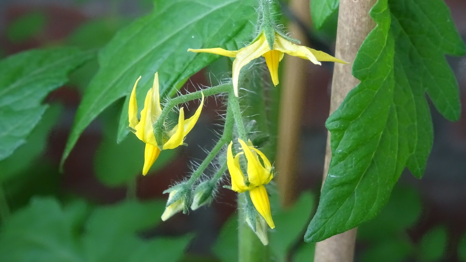 Sony DSC-HX60 sample photo. Yellow, flowers, flourishing photography
