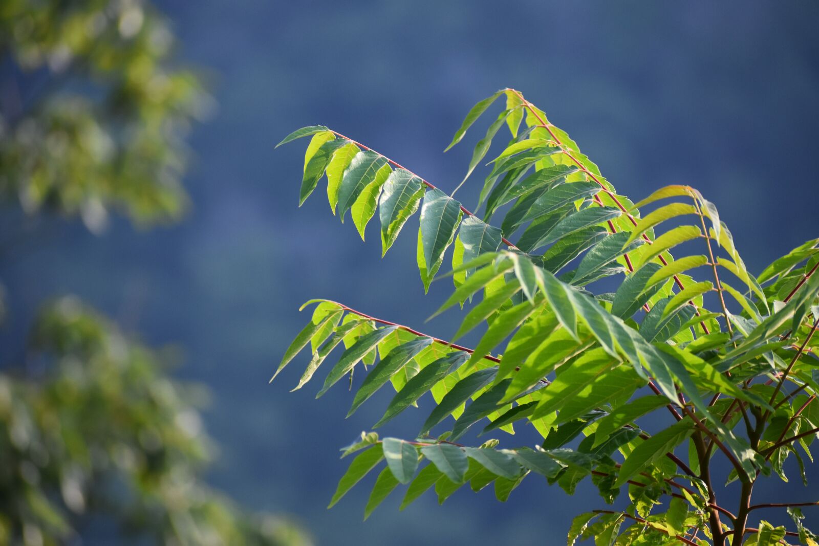 Nikon D5600 sample photo. Plant, green, nature photography
