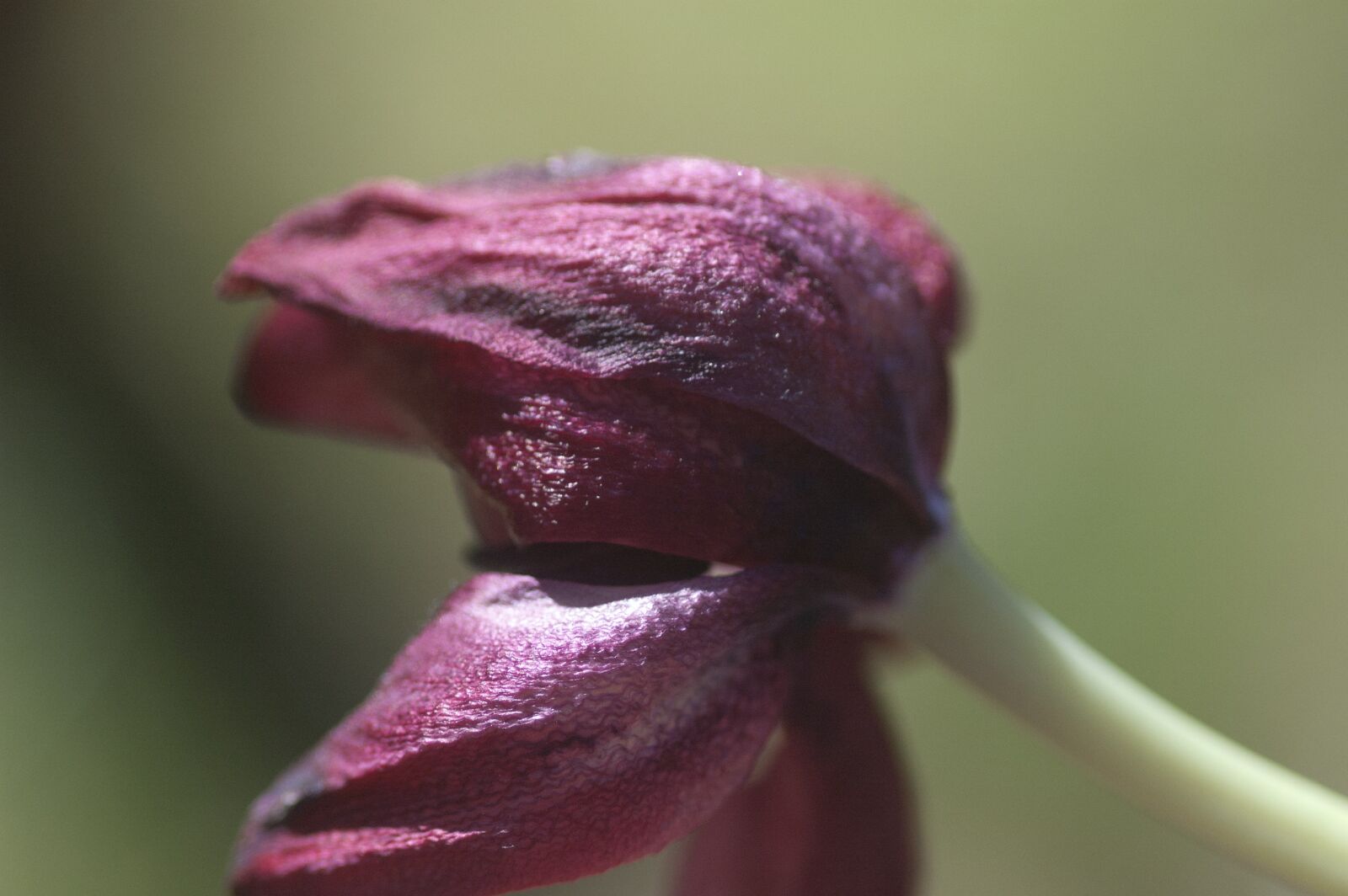 Nikon D70 sample photo. Flower, tulip, floral photography