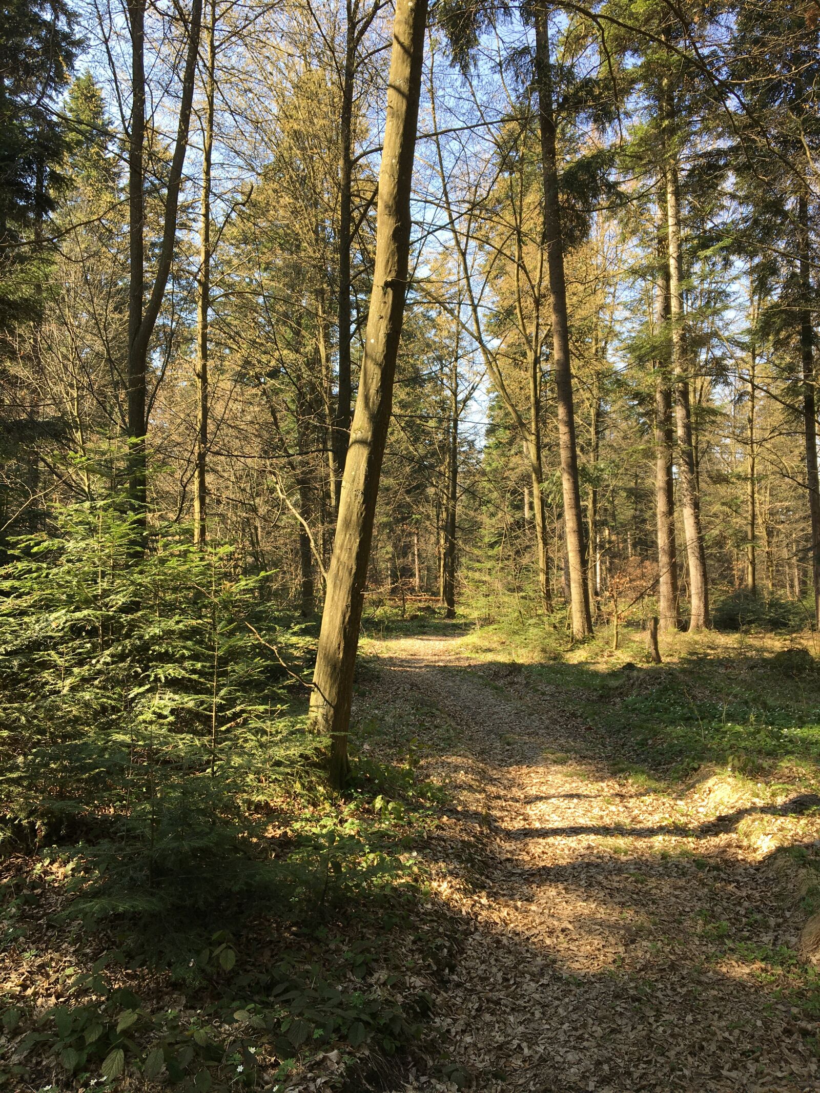 Apple iPhone 6s sample photo. Forest, park, природа photography