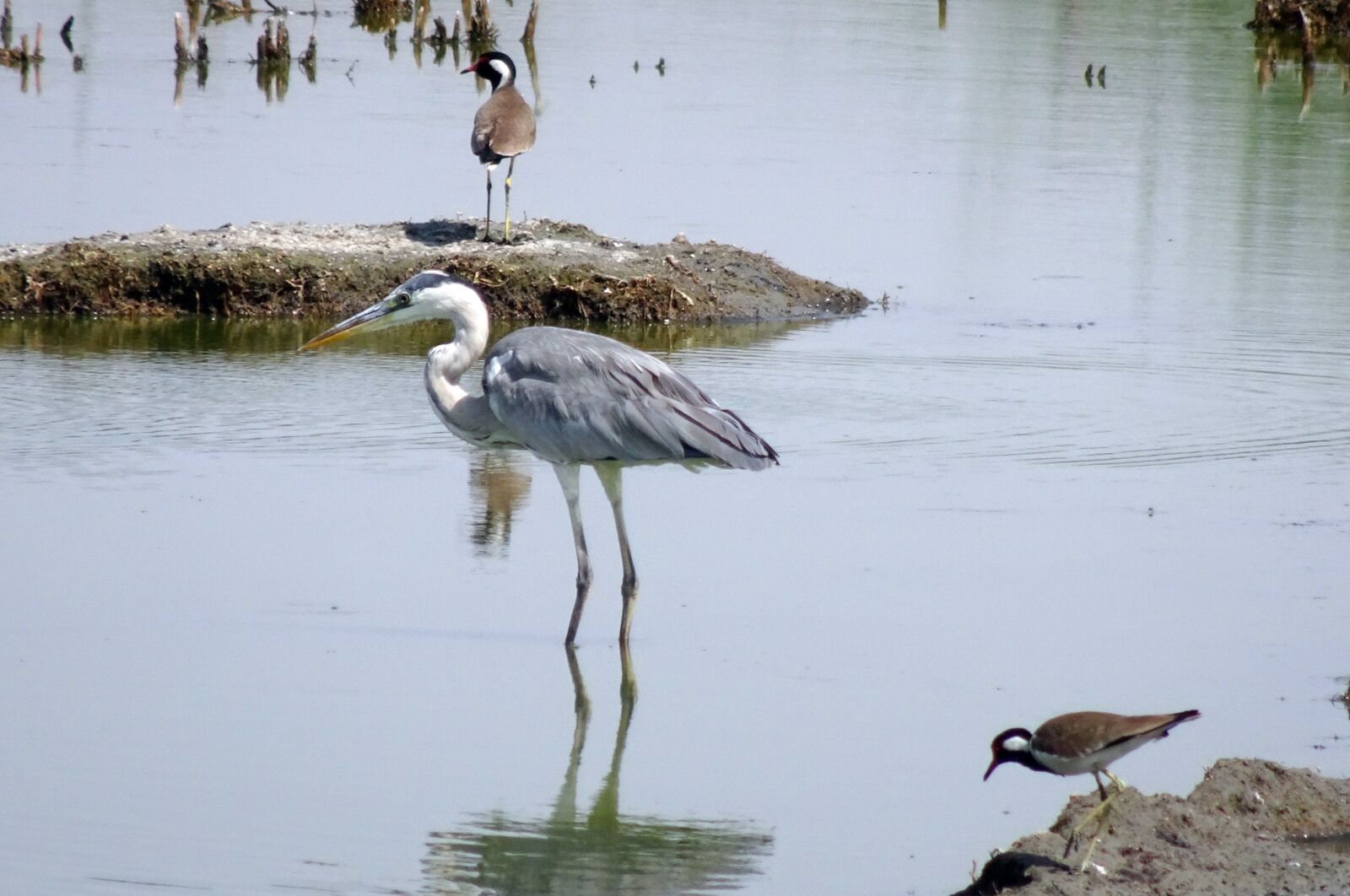 Sony Cyber-shot DSC-HX90V sample photo. Bird, heron, grey heron photography