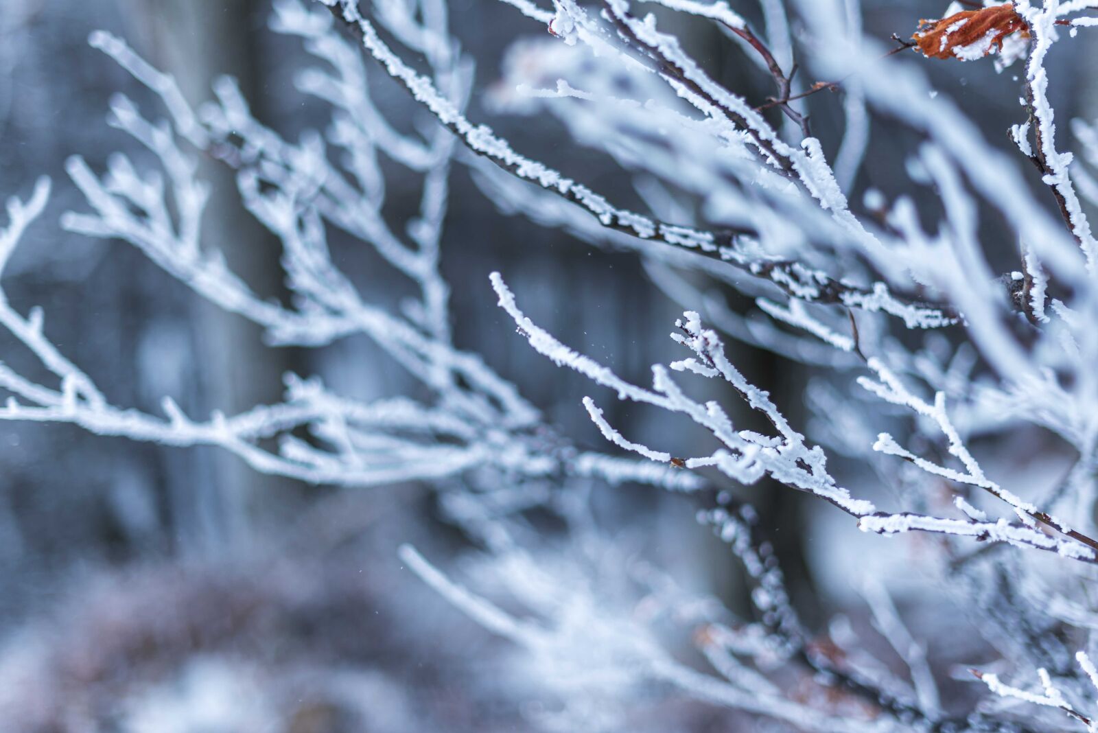 Nikon D750 sample photo. Winter, snow, nature photography