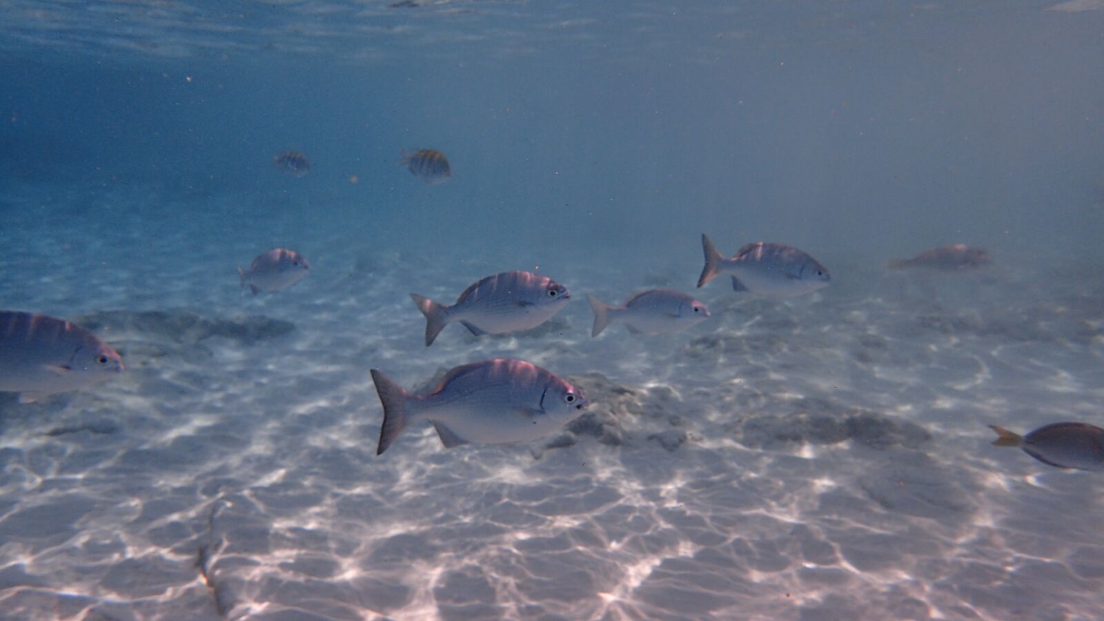 Olympus TG-3 sample photo. Fish, underwater, cozumel photography