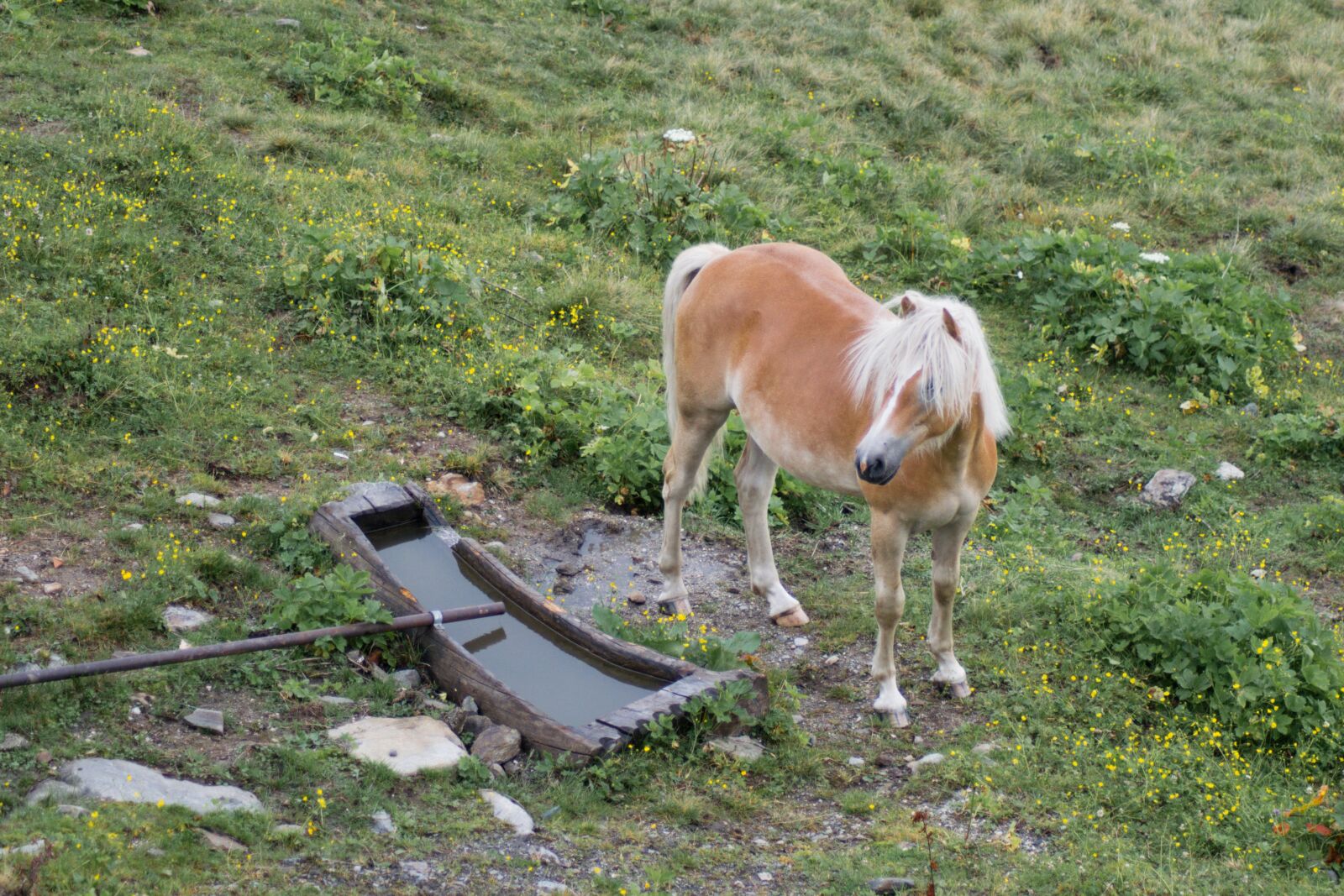 Nikon D5300 sample photo. Haflinger, kaltblut, south tyrol photography