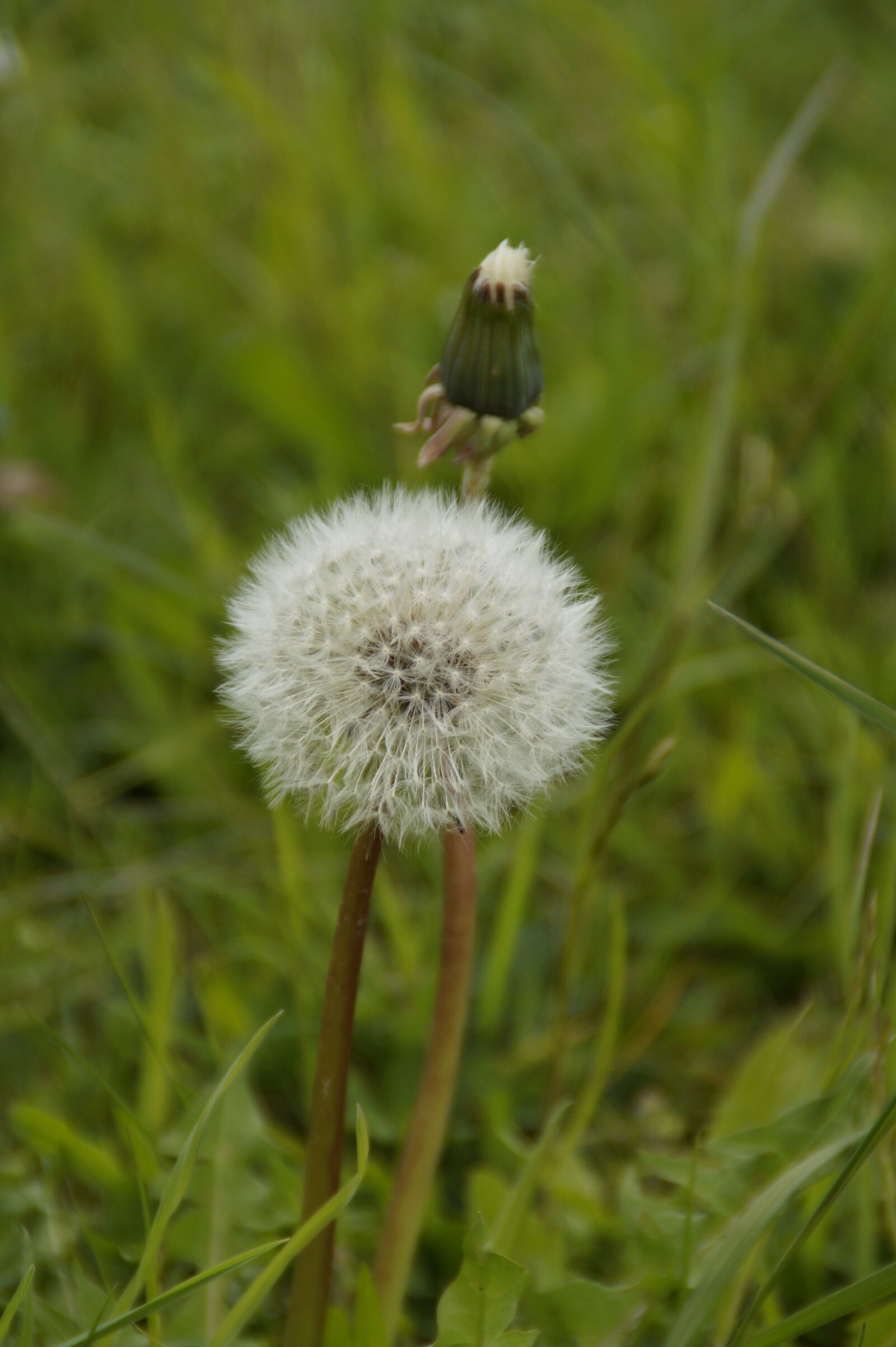 Sony SLT-A58 sample photo. Dandelion, end-stage, close up photography