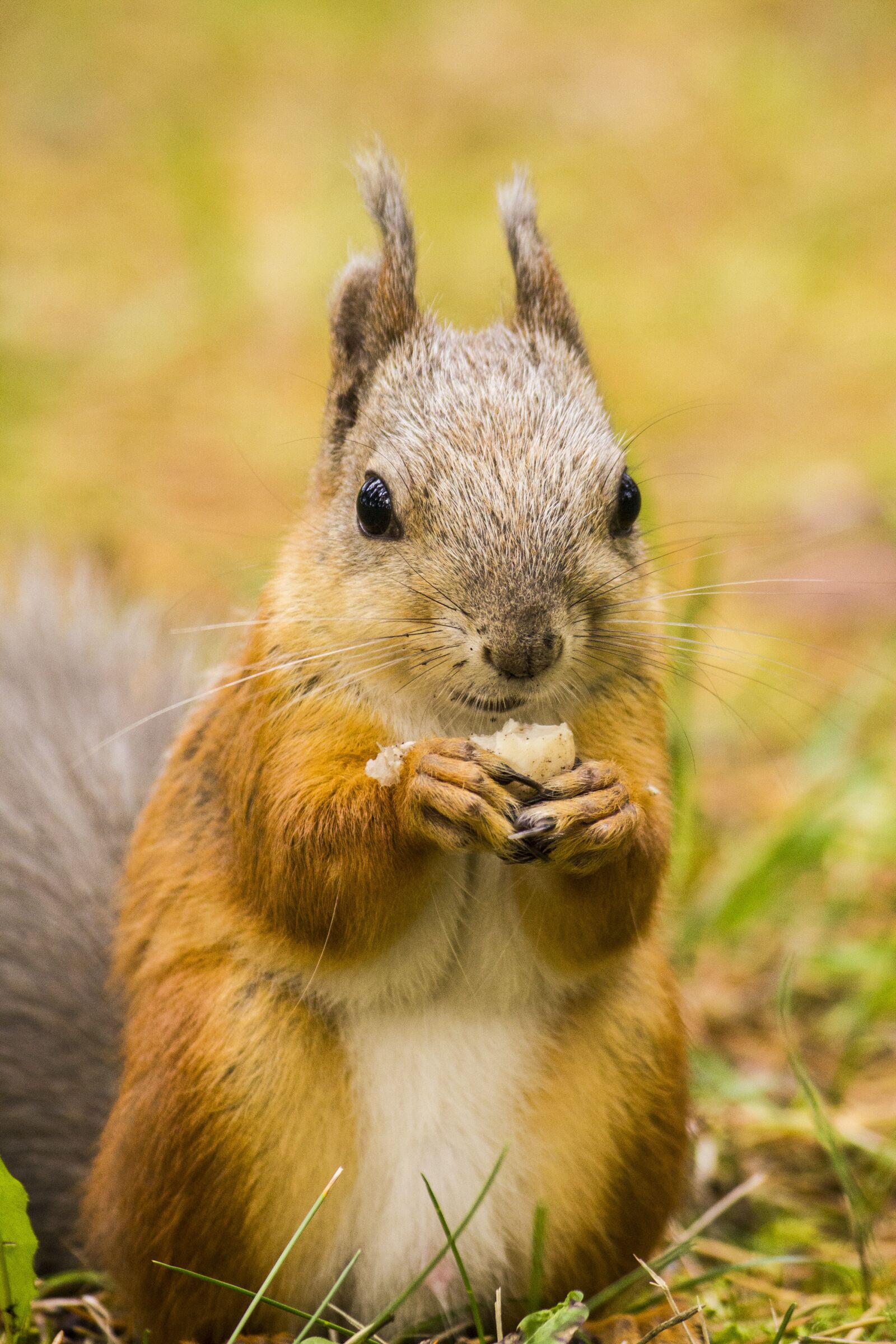 Canon EOS 550D (EOS Rebel T2i / EOS Kiss X4) sample photo. Squirrel, close up, animals photography