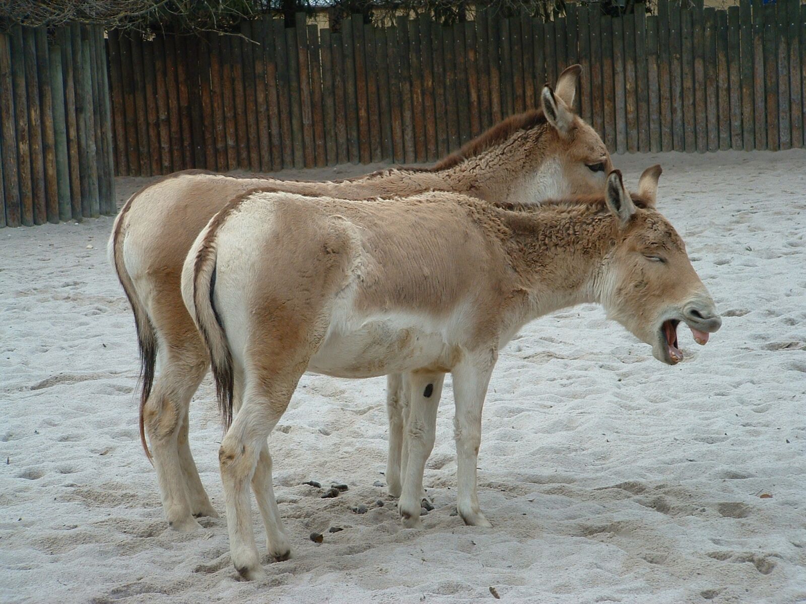 Fujifilm FinePix S304 sample photo. Donkeys, animals, funny photo photography