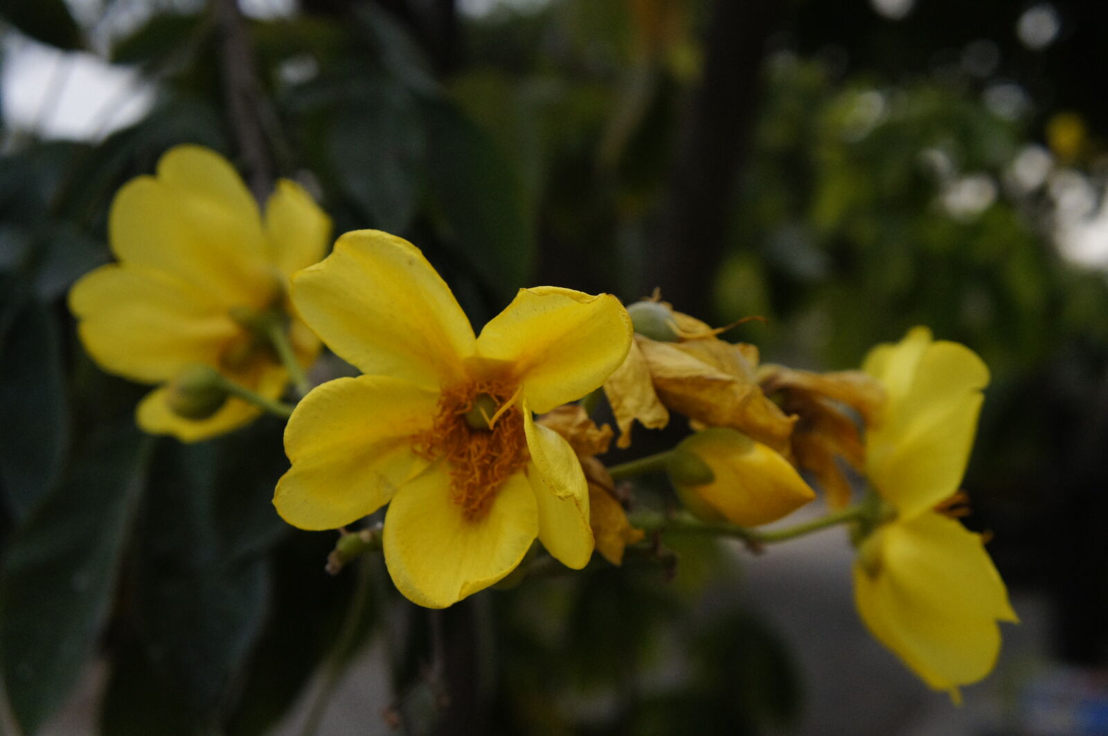 Sony E 18-55mm F3.5-5.6 OSS sample photo. Flowers photography