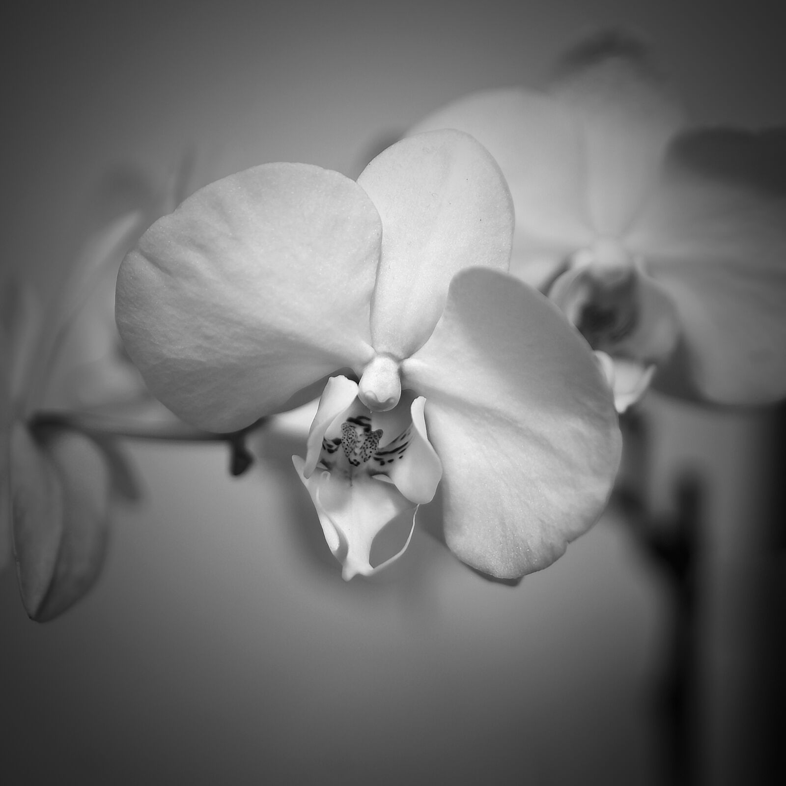 Nikon D750 sample photo. Flower, monochrome, flora photography