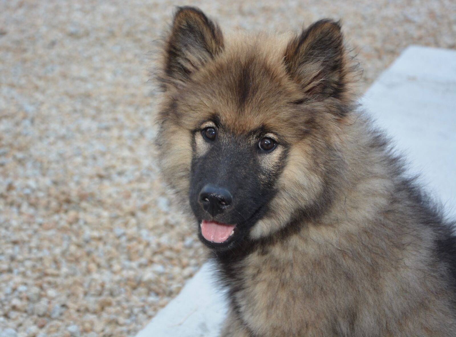 Nikon D5200 sample photo. Dog, young bitch, dog photography